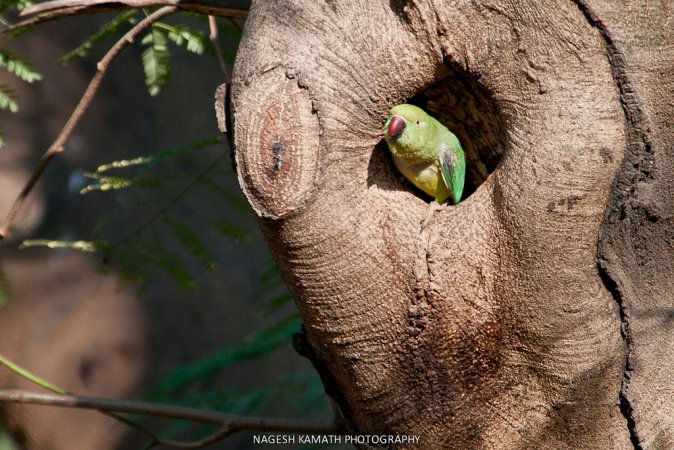 Photo (4): Rose-ringed Parakeet