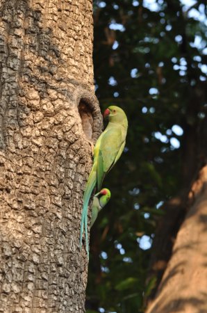 Photo (14): Rose-ringed Parakeet
