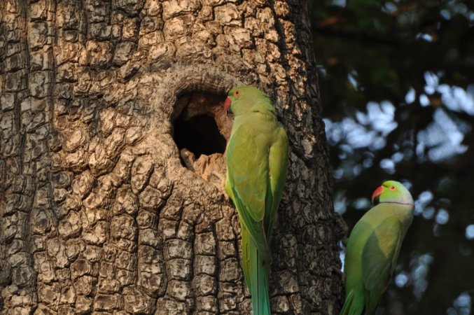 Photo (7): Rose-ringed Parakeet