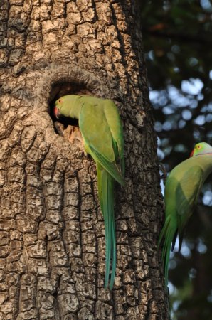 Photo (3): Rose-ringed Parakeet
