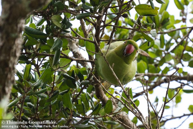 Photo (18): Rose-ringed Parakeet