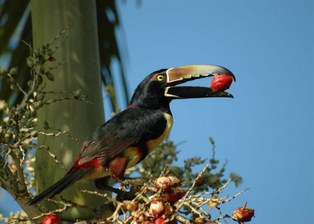 Photo (6): Collared Aracari
