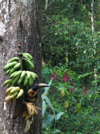 Photo (19): Collared Aracari