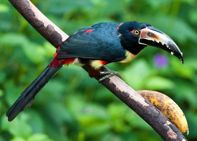 Photo (1): Collared Aracari