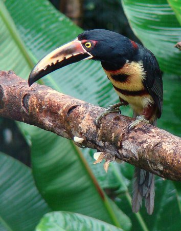 Photo (10): Collared Aracari