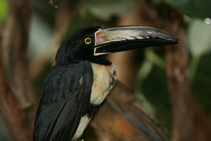 Photo (8): Collared Aracari