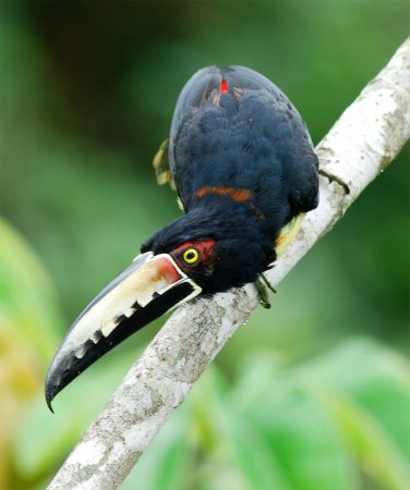 Photo (5): Collared Aracari