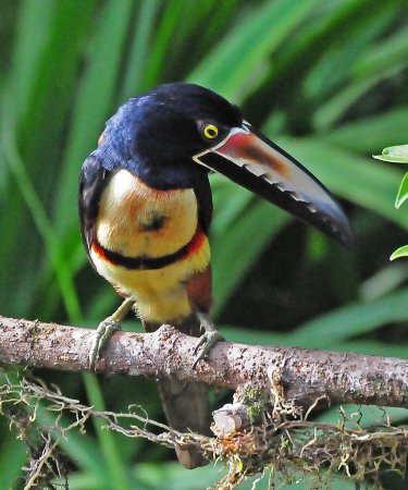 Photo (2): Collared Aracari