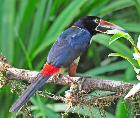 Photo (4): Collared Aracari