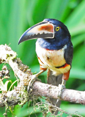 Photo (9): Collared Aracari