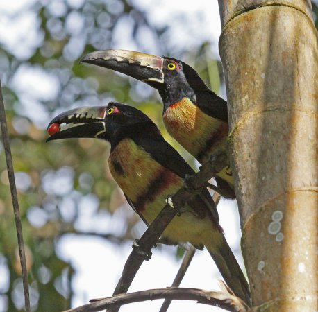 Photo (11): Collared Aracari