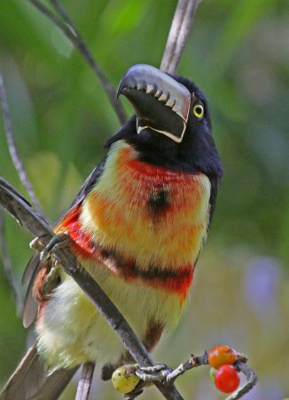 Photo (12): Collared Aracari