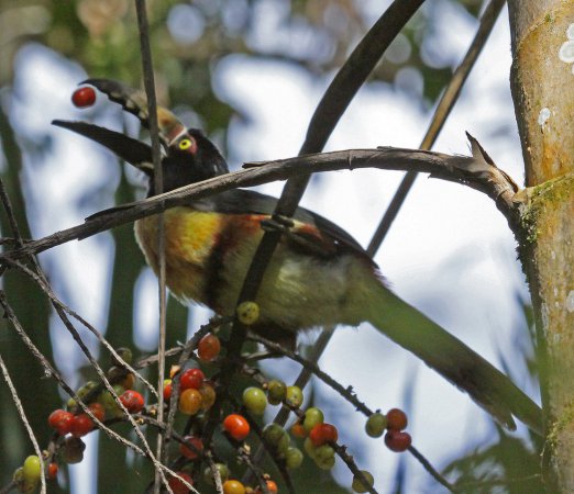 Photo (18): Collared Aracari