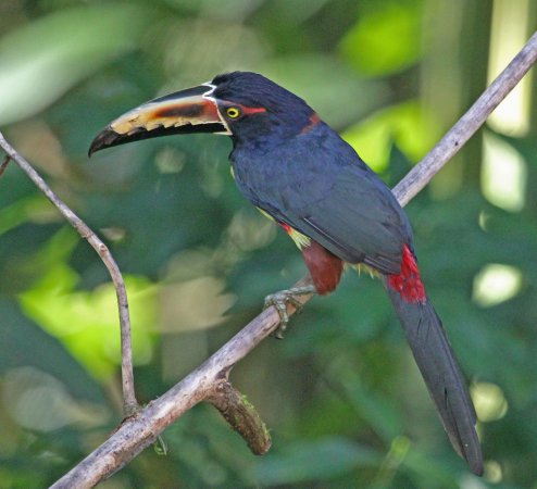 Photo (7): Collared Aracari