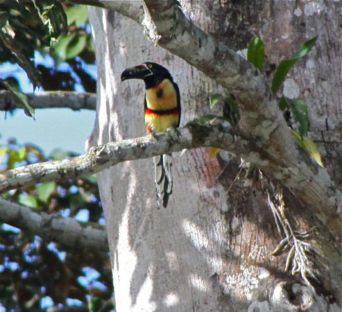 Photo (17): Collared Aracari