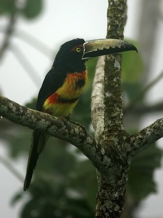 Photo (15): Collared Aracari