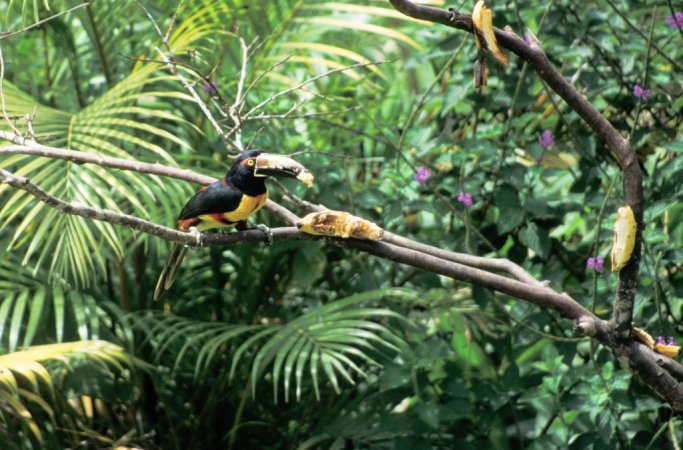 Photo (14): Collared Aracari