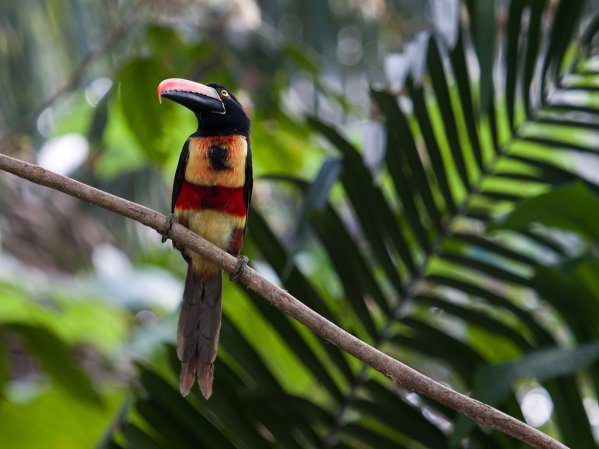 Photo (13): Collared Aracari
