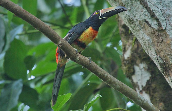 Photo (16): Collared Aracari