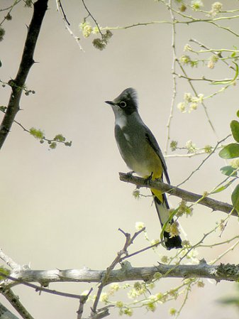 Photo (6): Gray Silky-flycatcher