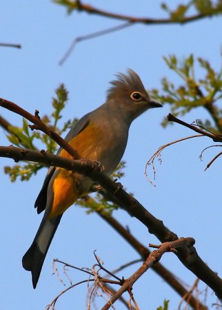 Photo (7): Gray Silky-flycatcher