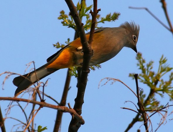 Photo (8): Gray Silky-flycatcher