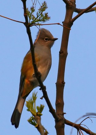 Photo (9): Gray Silky-flycatcher