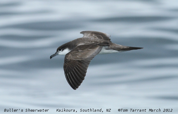 Photo (1): Buller's Shearwater