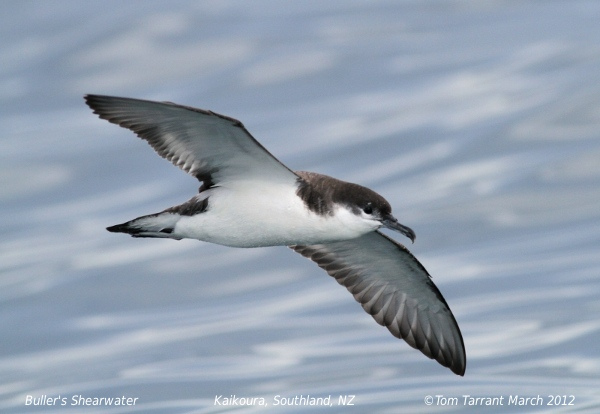 Photo (2): Buller's Shearwater