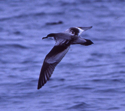 Photo (9): Buller's Shearwater