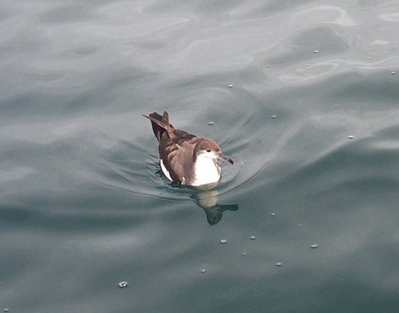 Photo (8): Buller's Shearwater