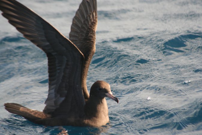 Photo (1): Flesh-footed Shearwater