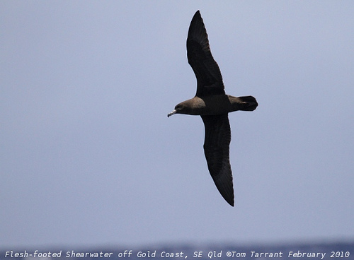 Photo (3): Flesh-footed Shearwater