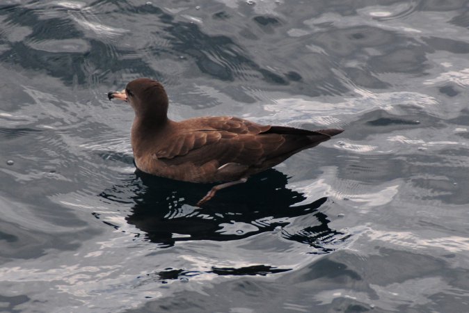 Photo (2): Flesh-footed Shearwater
