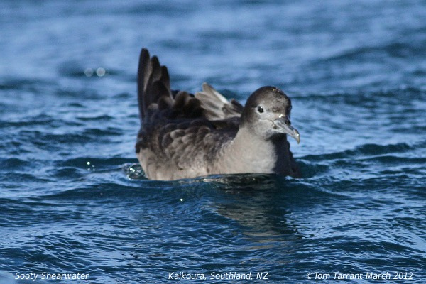 Photo (2): Sooty Shearwater
