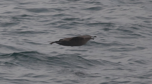 Photo (8): Sooty Shearwater