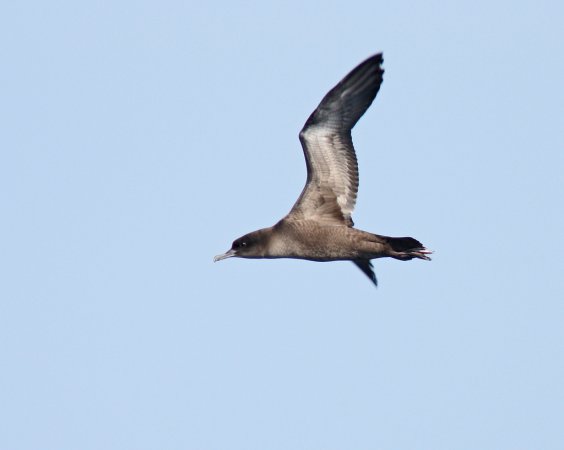 Photo (3): Sooty Shearwater