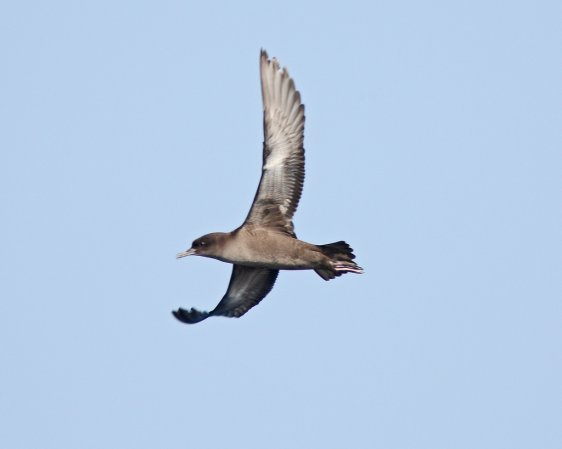 Photo (1): Sooty Shearwater