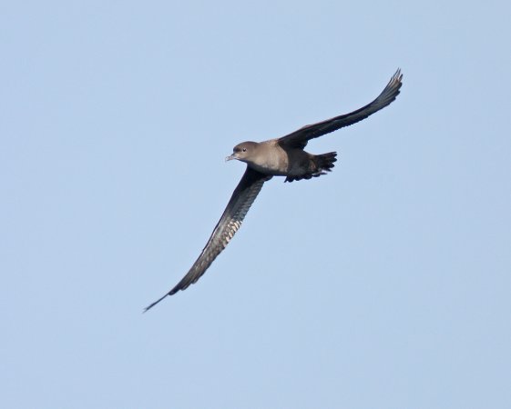 Photo (6): Sooty Shearwater