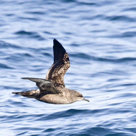 Photo (5): Sooty Shearwater