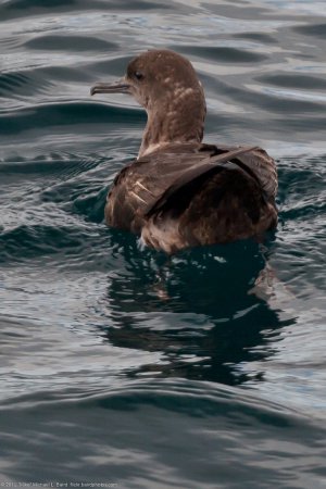 Photo (4): Sooty Shearwater