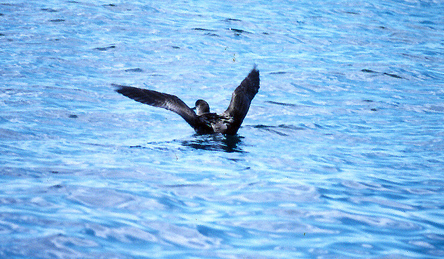 Photo (9): Sooty Shearwater