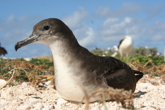 Photo (5): Wedge-tailed Shearwater