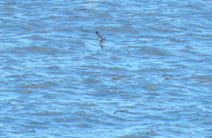 Photo (4): Wedge-tailed Shearwater