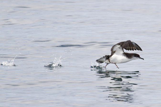 Photo (3): Manx Shearwater