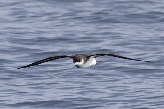 Photo (2): Manx Shearwater