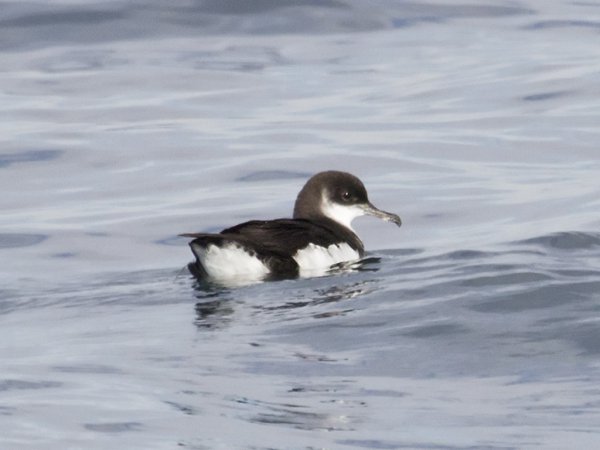 Photo (4): Manx Shearwater
