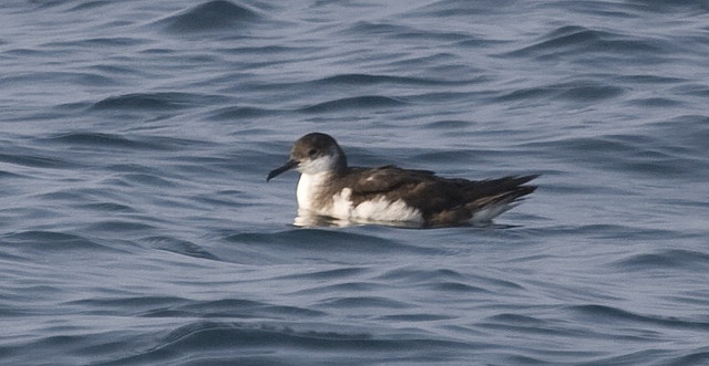 Photo (8): Manx Shearwater