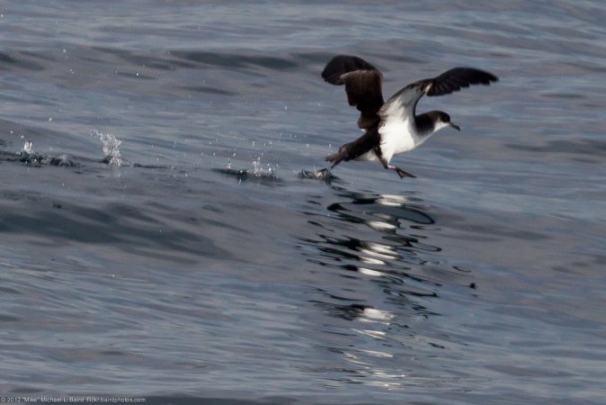 Photo (6): Manx Shearwater