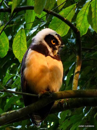 Photo (7): Spectacled Owl